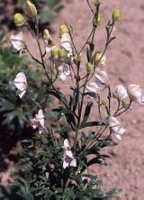 Oměj latnatá 'Roseum' - Aconitum paniculatum 'Roseum'