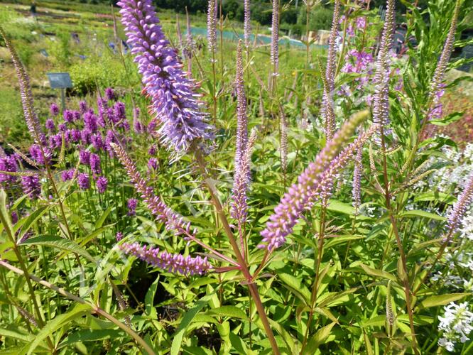 Rozrazil viržinský 'Fascination' - Veronicastrum virginicum 'Fascination'
