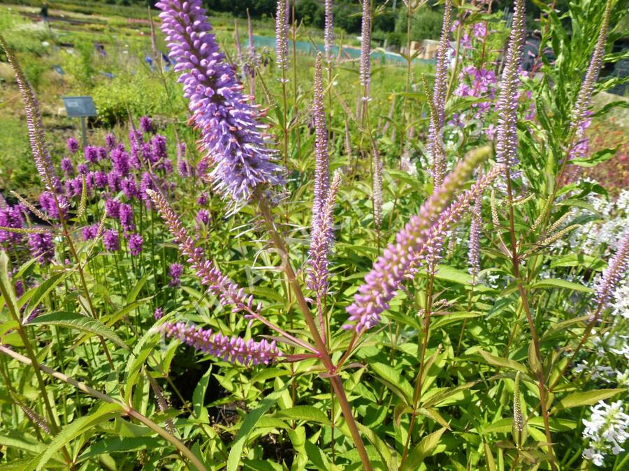 Rozrazil viržinský 'Fascination' - Veronicastrum virginicum 'Fascination'