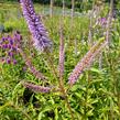 Rozrazilovec viržinský 'Fascination' - Veronicastrum virginicum 'Fascination'