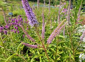 Rozrazilovec viržinský 'Fascination' - Veronicastrum virginicum 'Fascination'