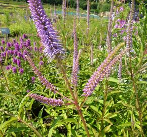 Rozrazil viržinský 'Fascination' - Veronicastrum virginicum 'Fascination'