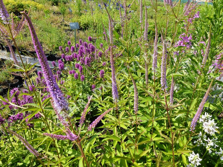 Rozrazilovec viržinský 'Fascination' - Veronicastrum virginicum 'Fascination'