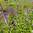 Rozrazil viržinský 'Fascination' - Veronicastrum virginicum 'Fascination'