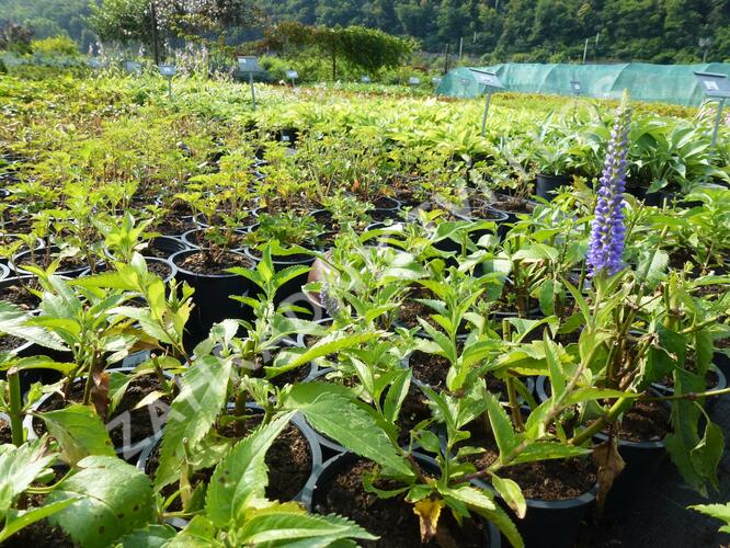 Rozrazil přisedlý 'Blue Pyramide' - Veronica subsessilis 'Blue Pyramide'