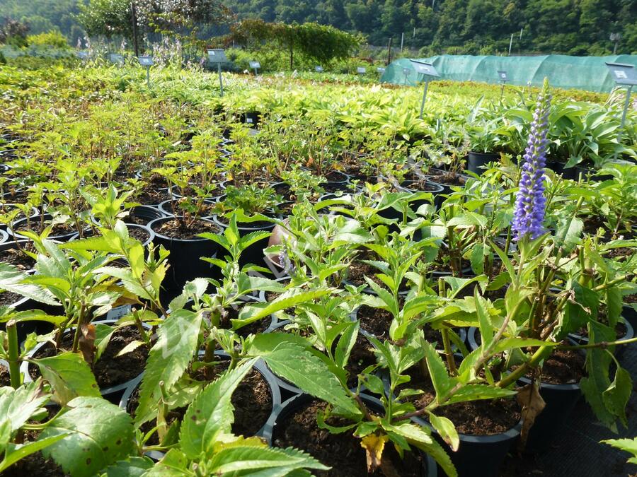 Rozrazil přisedlý 'Blue Pyramide' - Veronica subsessilis 'Blue Pyramide'