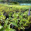 Rozrazil přisedlý 'Blue Pyramide' - Veronica subsessilis 'Blue Pyramide'