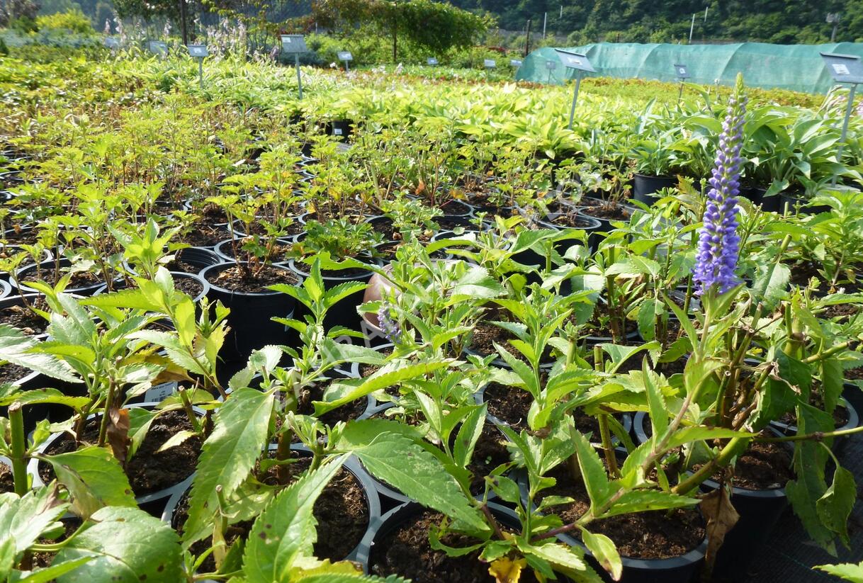 Rozrazil přisedlý 'Blue Pyramide' - Veronica subsessilis 'Blue Pyramide'