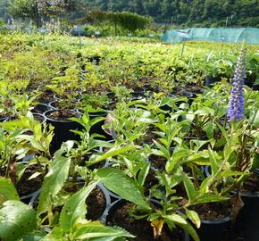 Rozrazil přisedlý 'Blue Pyramide' - Veronica subsessilis 'Blue Pyramide'