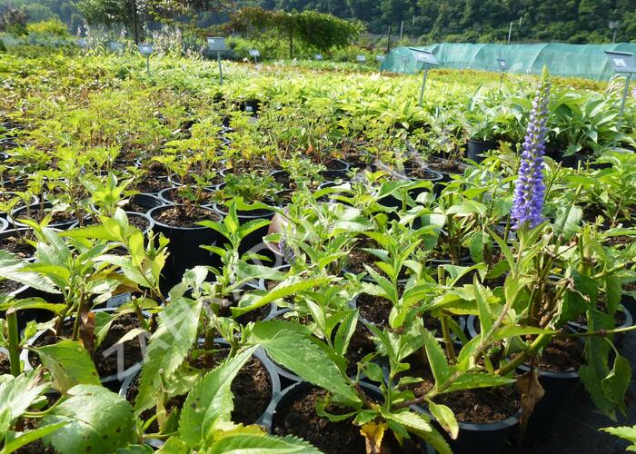 Rozrazil 'Blue Pyramide' - Veronica subsessilis 'Blue Pyramide'