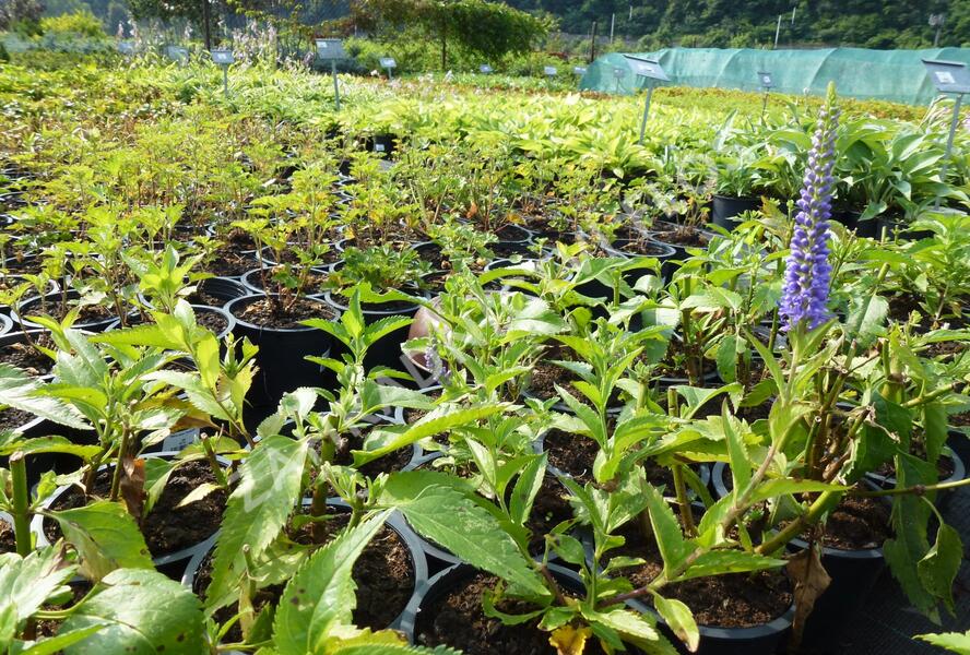 Rozrazil přisedlý 'Blue Pyramide' - Veronica subsessilis 'Blue Pyramide'