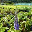 Rozrazil přisedlý 'Blue Pyramide' - Veronica subsessilis 'Blue Pyramide'