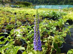 Rozrazil přisedlý 'Blue Pyramide' - Veronica subsessilis 'Blue Pyramide'