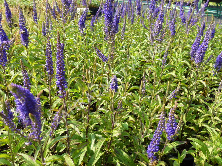 Rozrazil klasnatý 'Total Eclipse' - Veronica spicata 'Total Eclipse'