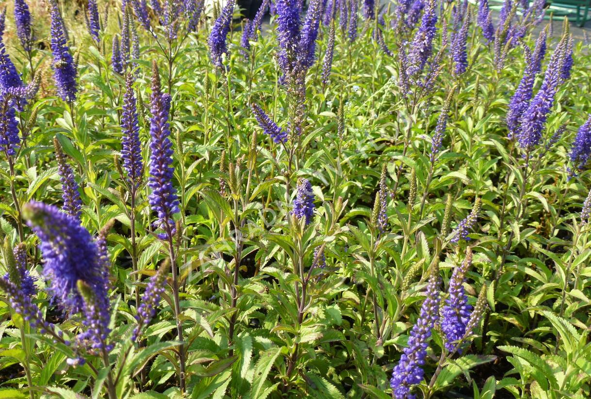 Rozrazil klasnatý 'Total Eclipse' - Veronica spicata 'Total Eclipse'