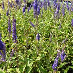 Rozrazil klasnatý 'Total Eclipse' - Veronica spicata 'Total Eclipse'