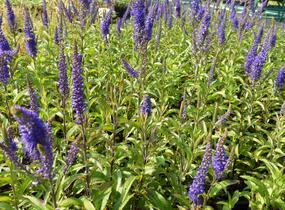 Rozrazil klasnatý 'Total Eclipse' - Veronica spicata 'Total Eclipse'