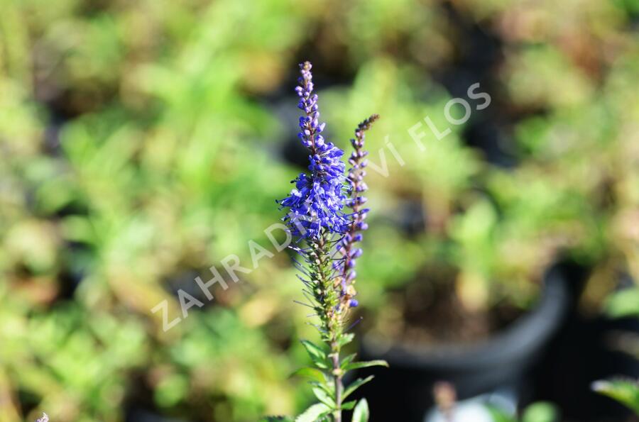 Rozrazil klasnatý 'Total Eclipse' - Veronica spicata 'Total Eclipse'