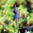 Rozrazil klasnatý 'Total Eclipse' - Veronica spicata 'Total Eclipse'