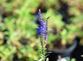 Rozrazil klasnatý 'Total Eclipse' - Veronica spicata 'Total Eclipse'