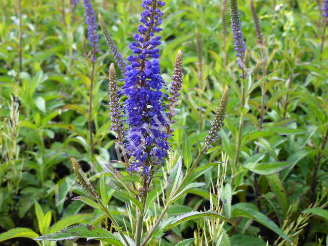 Rozrazil klasnatý 'Total Eclipse' - Veronica spicata 'Total Eclipse'
