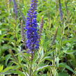 Rozrazil klasnatý 'Total Eclipse' - Veronica spicata 'Total Eclipse'