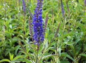 Rozrazil klasnatý 'Total Eclipse' - Veronica spicata 'Total Eclipse'