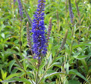 Rozrazil klasnatý 'Total Eclipse' - Veronica spicata 'Total Eclipse'