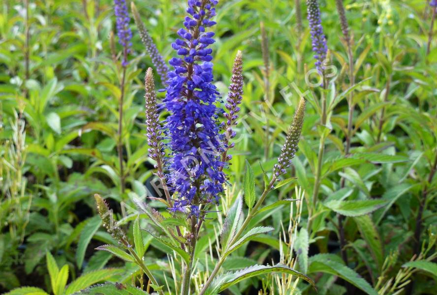 Rozrazil klasnatý 'Total Eclipse' - Veronica spicata 'Total Eclipse'