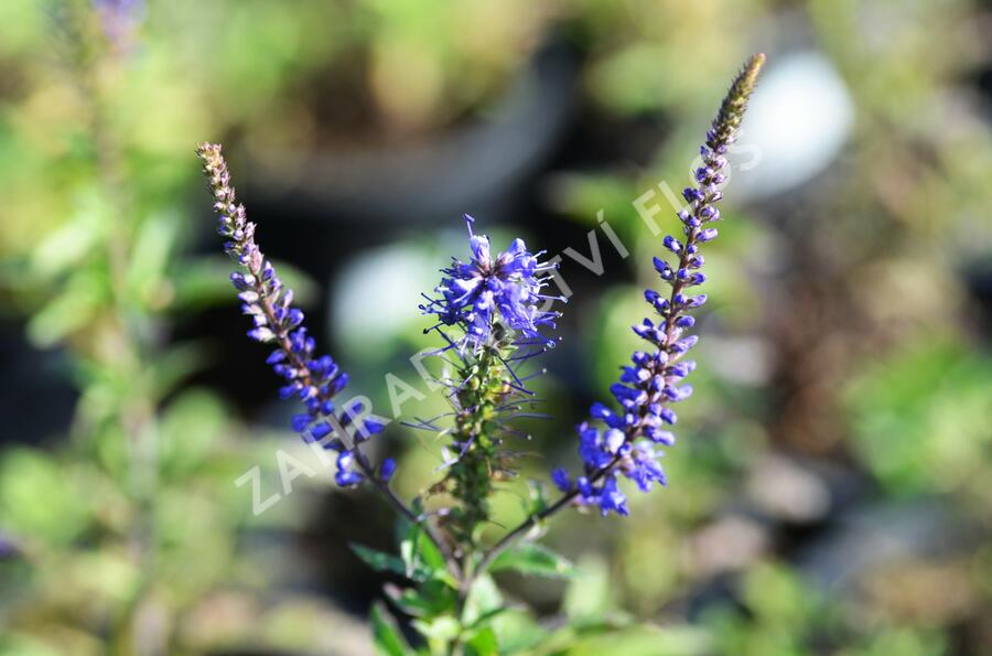 Rozrazil klasnatý 'Total Eclipse' - Veronica spicata 'Total Eclipse'