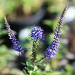 Rozrazil klasnatý 'Total Eclipse' - Veronica spicata 'Total Eclipse'