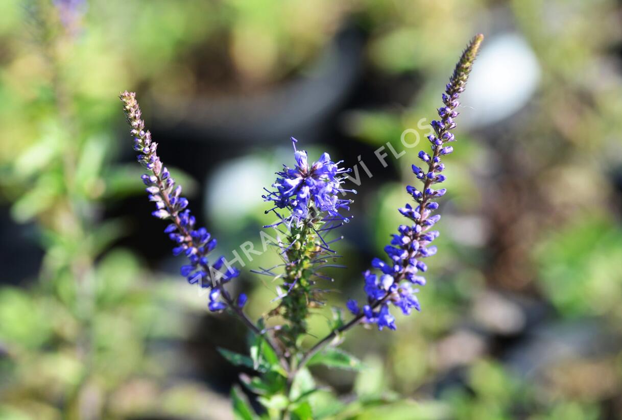 Rozrazil klasnatý 'Total Eclipse' - Veronica spicata 'Total Eclipse'