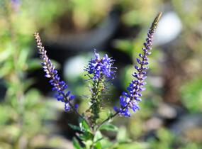 Rozrazil klasnatý 'Total Eclipse' - Veronica spicata 'Total Eclipse'