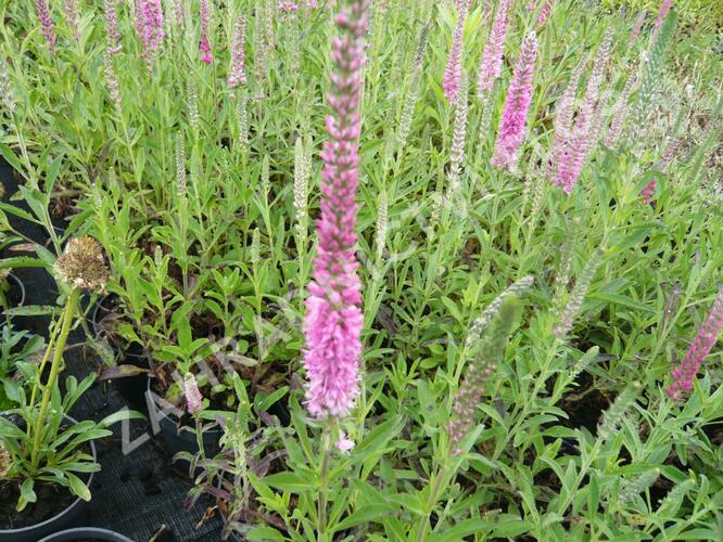 Rozrazil klasnatý 'Rosea' - Veronica spicata 'Rosea'