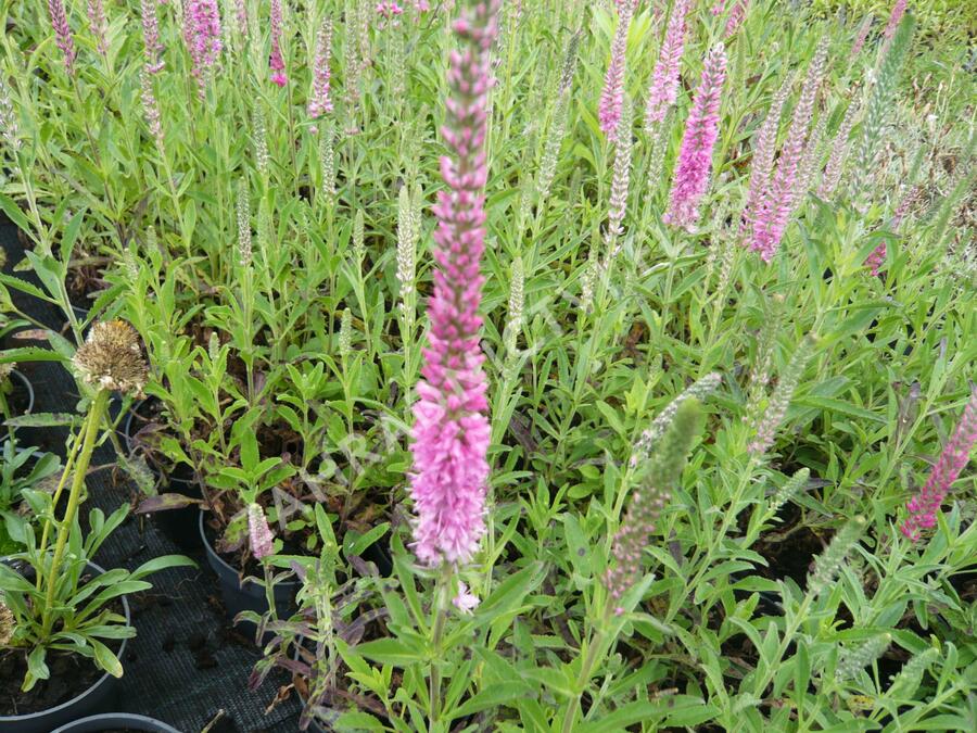 Rozrazil klasnatý 'Rosea' - Veronica spicata 'Rosea'