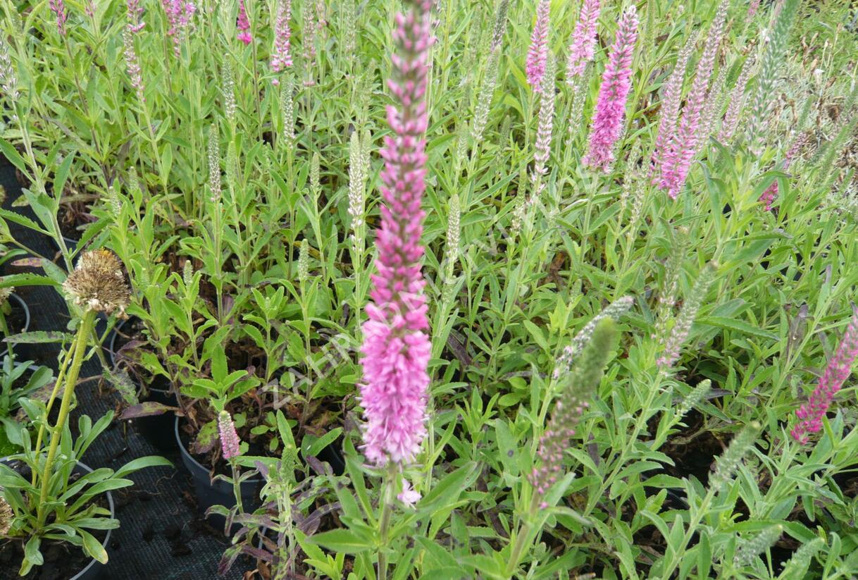 Rozrazil klasnatý 'Rosea' - Veronica spicata 'Rosea'