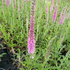 Rozrazil klasnatý 'Rosea' - Veronica spicata 'Rosea'