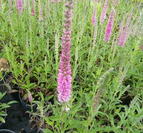 Rozrazil klasnatý 'Rosea' - Veronica spicata 'Rosea'