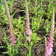 Rozrazil klasnatý 'Rosea' - Veronica spicata 'Rosea'