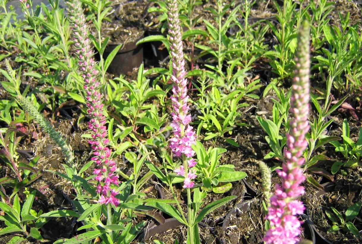 Rozrazil klasnatý 'Rosea' - Veronica spicata 'Rosea'