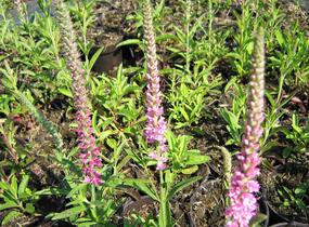 Rozrazil klasnatý 'Rosea' - Veronica spicata 'Rosea'