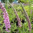 Rozrazil klasnatý 'Rosea' - Veronica spicata 'Rosea'