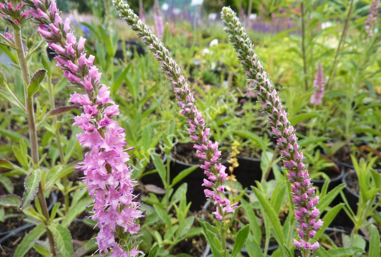 Rozrazil klasnatý 'Rosea' - Veronica spicata 'Rosea'