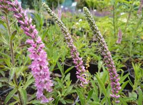 Rozrazil klasnatý 'Rosea' - Veronica spicata 'Rosea'
