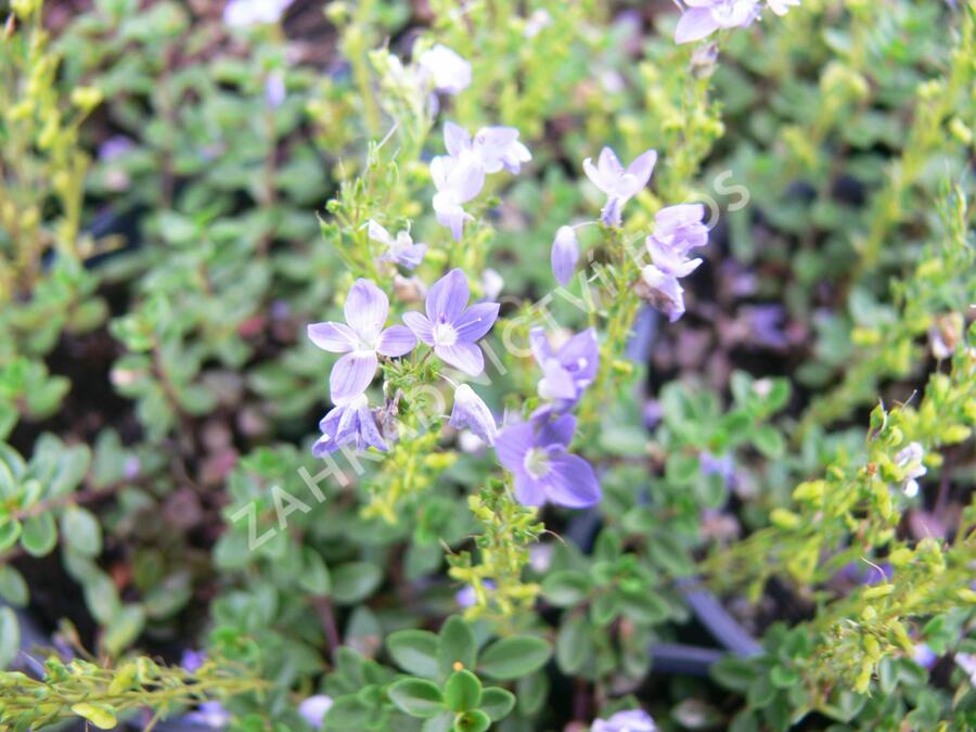 Rozrazil turecký - Veronica liwanensis