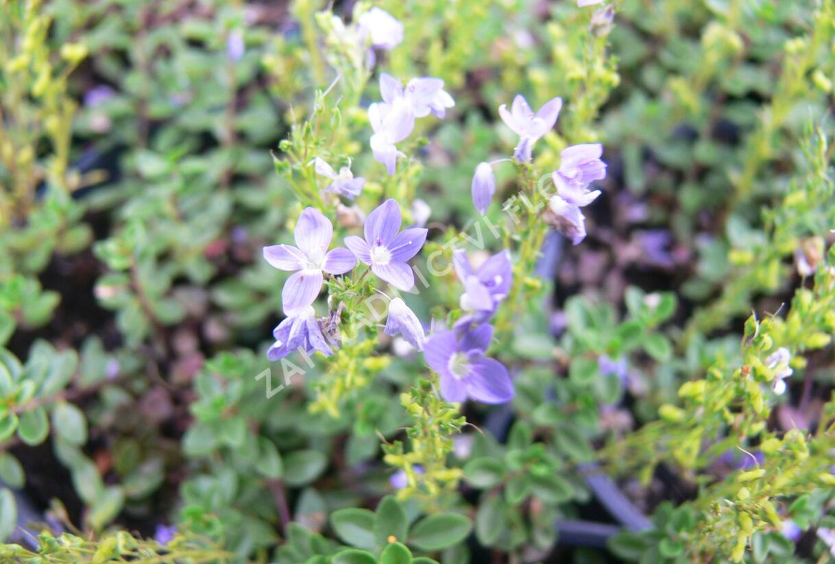 Rozrazil turecký - Veronica liwanensis
