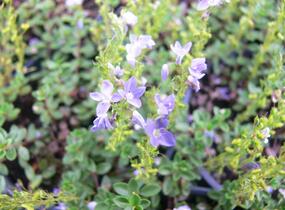 Rozrazil turecký - Veronica liwanensis