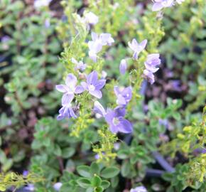 Rozrazil turecký - Veronica liwanensis