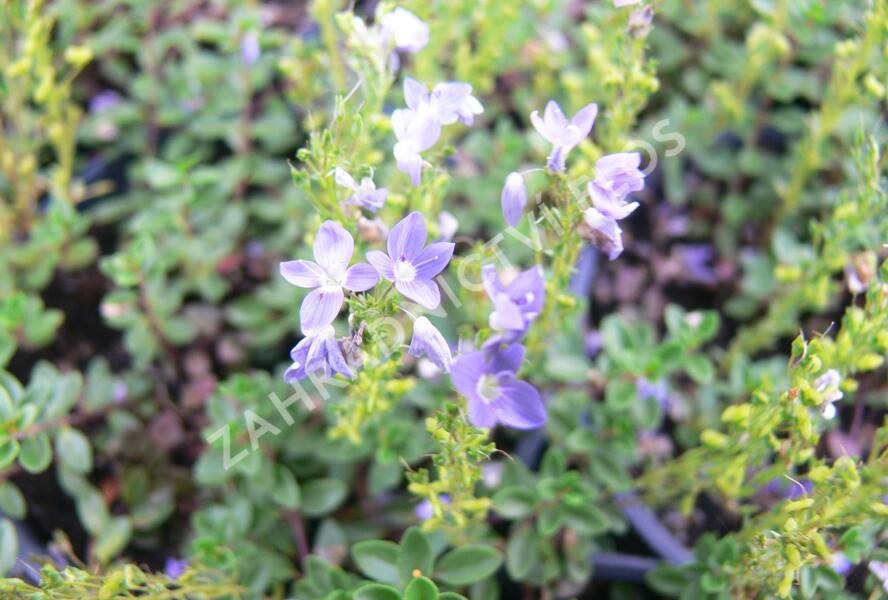 Rozrazil turecký - Veronica liwanensis