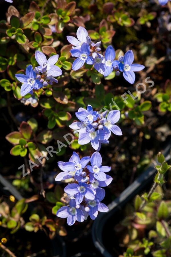 Rozrazil turecký - Veronica liwanensis